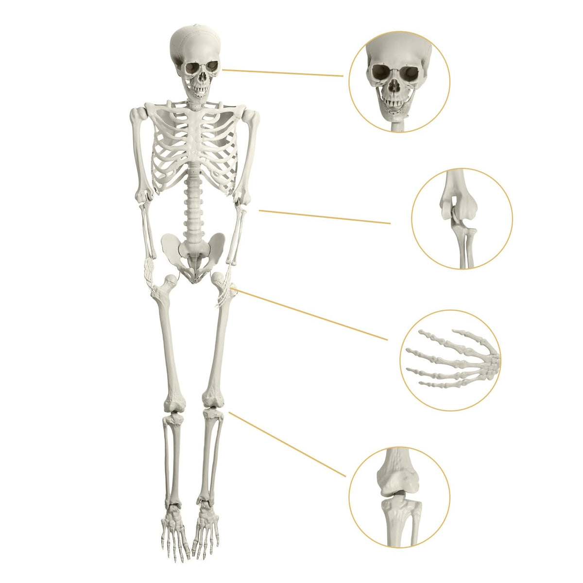 5.4Ft Poseable Skeleton with Movable Joints R21064
