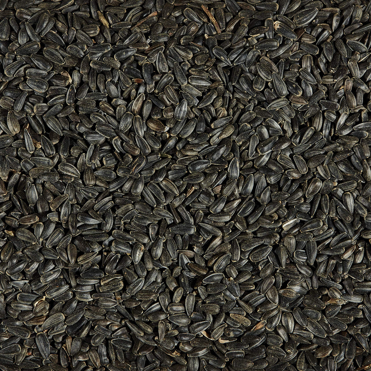 Black Oil Sunflower Wild Bird Food, 20 Pounds E2428